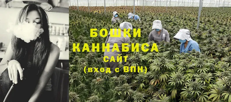 Бошки Шишки White Widow  Дигора 